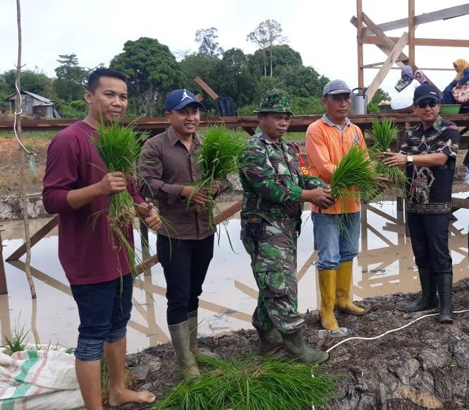 Penanaman Padi dengan sistem Jajar Legowo